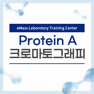 Protein A 크로마토그래피